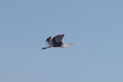 GREY HERON . Nr ARROYA DE LA LUZ . SPAIN . 3 . 5 . 2017