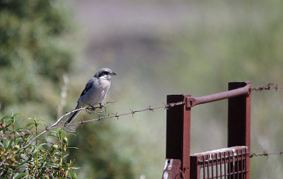 IBERIAN SHRIKE , Nr MEMBRIO , SPAIN , 1 , 5 , 2017