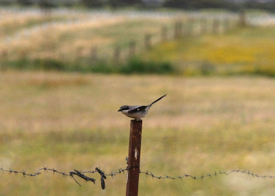 IBERIAN SHRIKE . ARROCAMPO RESERVOIR . SPAIN . 4 . 5 . 2017