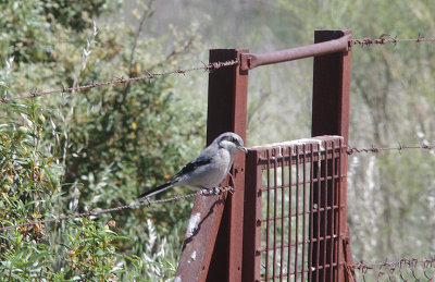 IBERIAN SHRIKE . Nr MEMBRIO . SPAIN . 1 . 5 . 2017