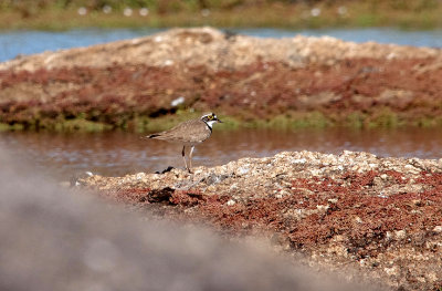 LITTLE RINGED PLOVER . Nr ARROYA DE LA LUZ . SPAIN . 3 . 5 . 2017