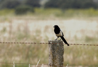 MAGPIE . ARROWCAMPO RESERVOIR . SPAIN . 4 . 5 . 2017
