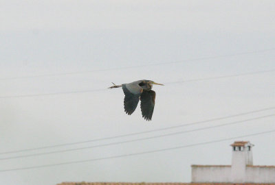 PURPLE HERON . ARROCAMPO RESERVOIR . SPAIN . 28 . 4 . 2017