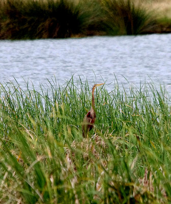 PURPLE HERON . ARROWCAMPO RESERVOIR . SPAIN . 4 . 5 . 2017