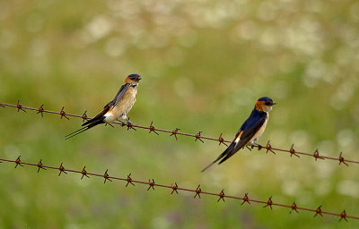 RED-RUMPED SWALLOW , ARROWCAMPO RESERVOIR , SPAIN , 4 , 5 , 2017