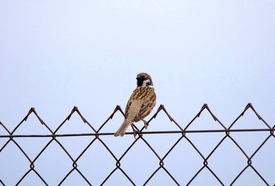 TREE SPARROW , Nr MADRID , SPAIN , 4 , 5 , 2017