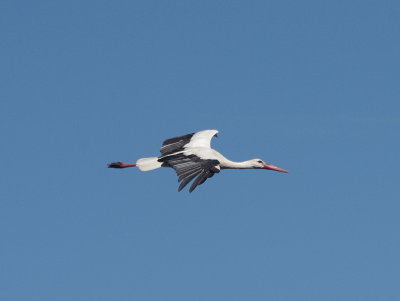 WHITE STORK . ALCANTARA . SPAIN . 1 . 5 . 2017