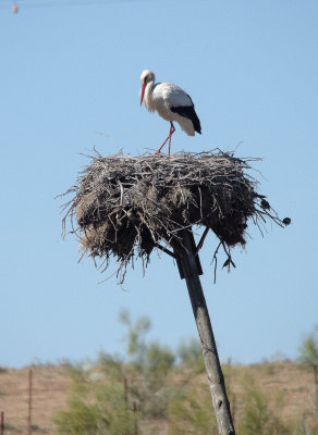 WHITE STORK . Nr TALAVAN . SPAIN . 2 . 5 . 2017
