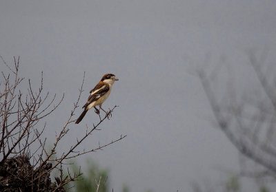 WOODCHAT SHRIKE . Nr MADRID . SPAIN . 4 . 5 . 2017