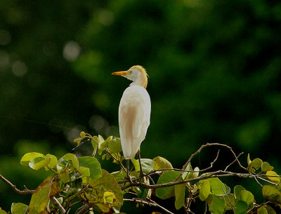 CATTLE EGRET . THE FARASUTO FOREST AREA . GAMBIA . 9 . 11 . 2014