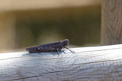 WANDERING LOCUST . MONFRAGUE NATIONAL PARK . SPAIN . 2 . 5 . 2017.JPG