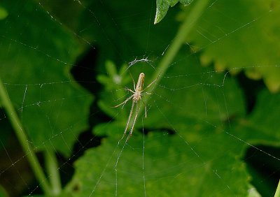 LONG-JAWED ORB WEAVER ( Tetragnatha ) . THE EXMINSTER MARSHES . DEVON . 18 . 5 . 2017