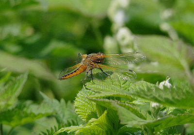 SCARCE CHASER ( Libellula fulva ) . THE EXMINSTER MARSHES . DEVON . 18 . 5 . 2017