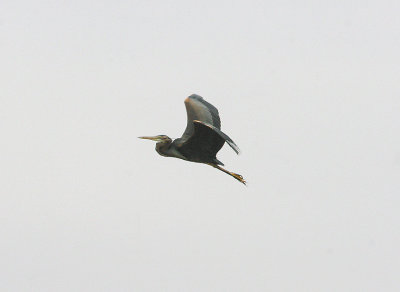 PURPLE HERON , ARROCAMPO RESERVOIR , SPAIN , 28 , 4 , 2017