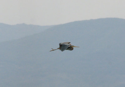 PURPLE HERON . ARROCAMPO RESERVOIR . SPAIN . 28 . 4 . 2017 