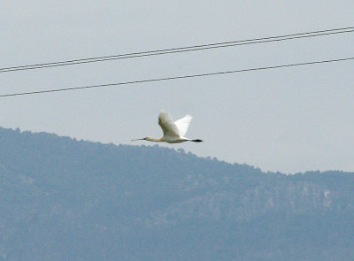 EURASIAN SPOONBILL . ARROCAMPO RESERVOIR . SPAIN . 28 . 4 . 2017
