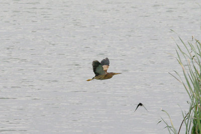 LITTLE BITTERN , ARROCAMPO RESERVOIR , SPAIN , 28 , 4 , 2017