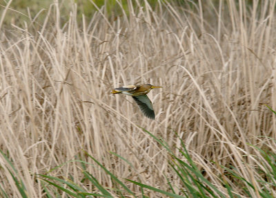 LITTLE BITTERN . ARROCAMPO RESERVOIR . SPAIN . 28 . 4 . 2017