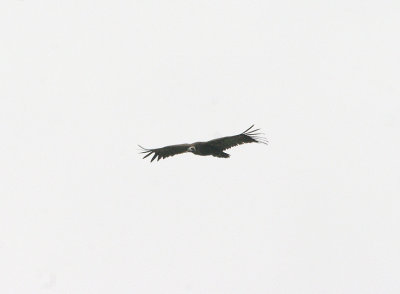 BLACK VULTURE . ARROCAMPO RESERVOIR . SPAIN . 28 . 4 . 2017