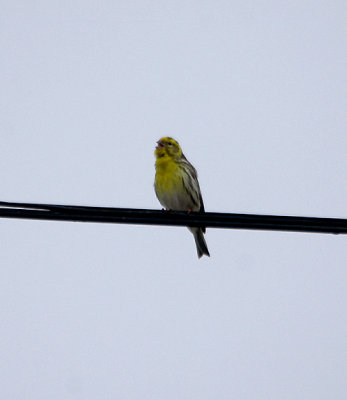 EUROPEAN SERIN . ALCANTARA . SPAIN . 29 . 4 . 2017