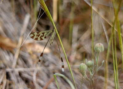 THREAD-WINGED LACEWING , Nr ALCANTARA . SPAIN . 29 . 4 . 2017