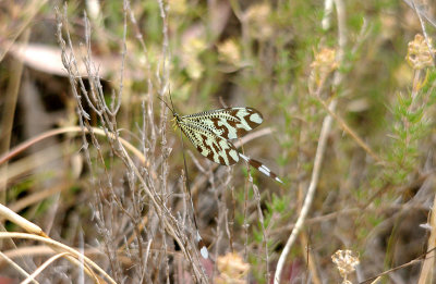 THREAD-WINGED LACEWING . Nr ALCANTARA . SPAIN . 29 . 4 . 2017