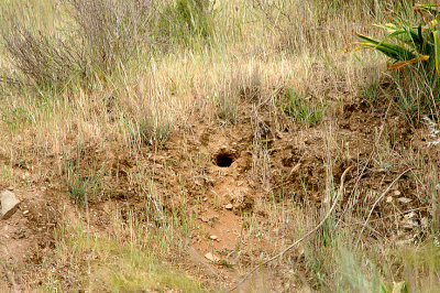 BEE EATERS NEST I FOUND  . Nr ALCANTARA . SPAIN . 29 . 4 . 2017