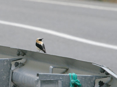 BLACK-EARED WHEATEAR , THE TAGO INTERNATIONAL PARK , SPAIN , 29 , 4 , 2017