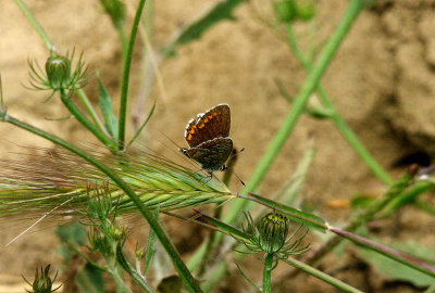 BROWN ARGUS . THE TAGO INTERNATIONAL PARK . SPAIN . 29 . 4 . 2017