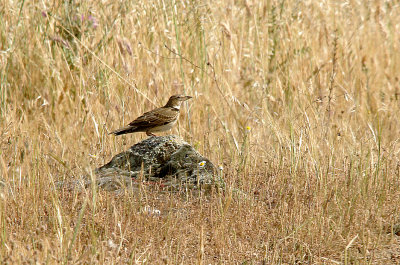 CALANDRA LARK , Nr ALCANTARA , SPAIN , 29 , 4 , 2017
