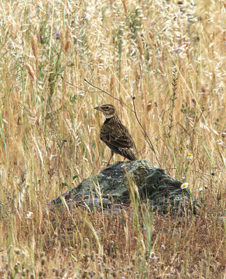 CALANDRA LARK . Nr ALCANTARA . SPAIN . 29 . 4 . 2017