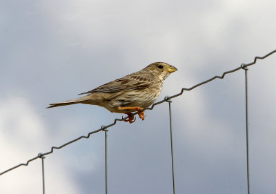 CORN BUNTING . Nr ALCANTARA . SPAIN . 29 . 4 . 2017