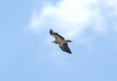 EGYPTIAN VULTURE , THE TAGO INTERNATIONAL PARK , SPAIN , 29 , 4 , 2017