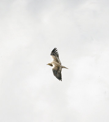 EGYPTIAN VULTURE . THE TAGO INTERNATIONAL PARK . SPAIN . 29 . 4 . 2017