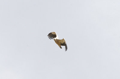 EGYPTIAN VULTURE . THE TAGO INTERNATIONAL PARK . SPAIN . 29 . 4 . 2017