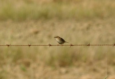 FAN-TAILED WARBLER . Nr ALCANTARA . SPAIN . 29 . 4 . 2017