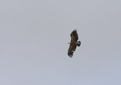 GRIFFON VULTURE . THE TAGO INTERNATIONAL PARK . SPAIN . 29 . 4 . 2017