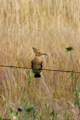 HOOPOE , Nr ALCANTARA , SPAIN , 29 , 4 , 2017