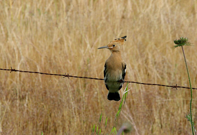 HOOPOE . Nr ALCANTARA . SPAIN . 29 . 4 . 2017