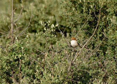 WOODCHAT SHRIKE . Nr ALCANTARA . SPAIN . 29 . 4 . 2017