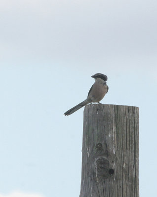 IBERIAN SHRIKE . Nr ALCANTARA . SPAIN . 29 . 4 . 2017