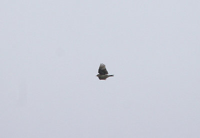 WOODLARK . THE STONE PINES . Nr BROZAS . SPAIN . 30 . 4 . 2017