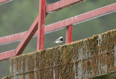 WHITE WAGTAIL . THE STONE PINES . Nr BROZAS . SPAIN . 30 . 4 . 2017