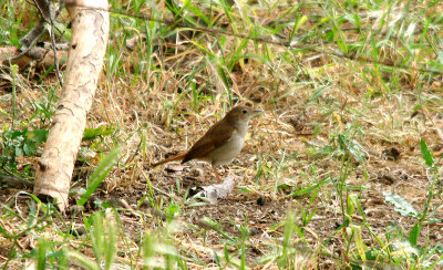COMMON NIGHTINGALE . THE STONE PINES . Nr BROZAS . 30 . 4 . 2017
