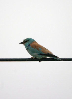 EUROPEAN ROLLER , THE TRUJILLO PLAINS , SPAIN , 30 , 4 , 2017