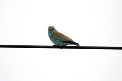 EUROPEAN ROLLER . THE TRUJILLO PLAINS . SPAIN . 30 . 4 . 2017