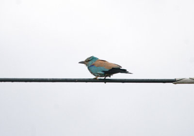 EUROPEAN ROLLER . THE TRUJILLO PLAINS . SPAIN . 30 . 4 . 2017