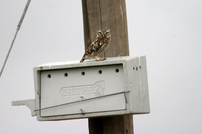 LITTLE OWL , THE TRUJILLO PLAINS , SPAIN , 30 , 4 , 2017