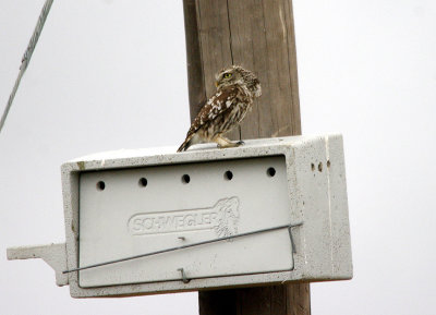 LITTLE OWL . THE TRUJILLO PLAINS . SPAIN . 30 . 4 . 2017 