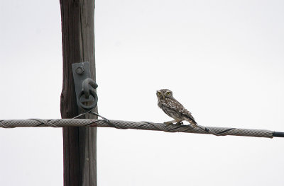 LITTLE OWL . THE TRUJILLO PLAINS . SPAIN . 30 . 4 . 2017